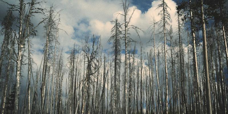 从功放到黑胶:专业音响设备如何重塑听觉体验