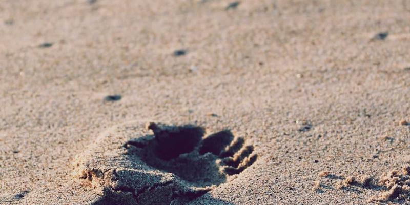 功放与音响设备的电源净化：隔离变压器与滤波插座是玄学还是刚需？