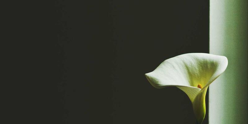 构建多房间音乐系统：Sonos、Bluesound与Roon Ready生态全解析