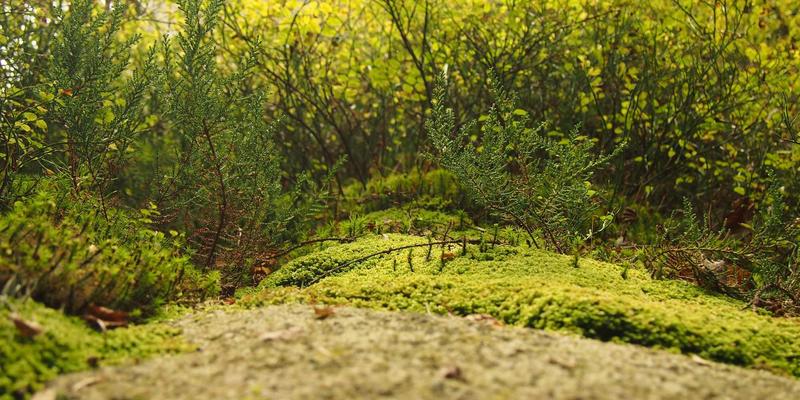 蓝牙音频编码终极指南：LDAC、aptX HD、AAC与SBC的音质差异与选购建议